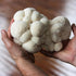 Lion's Mane Mushroom Lover Grow Kit & Tincture Set